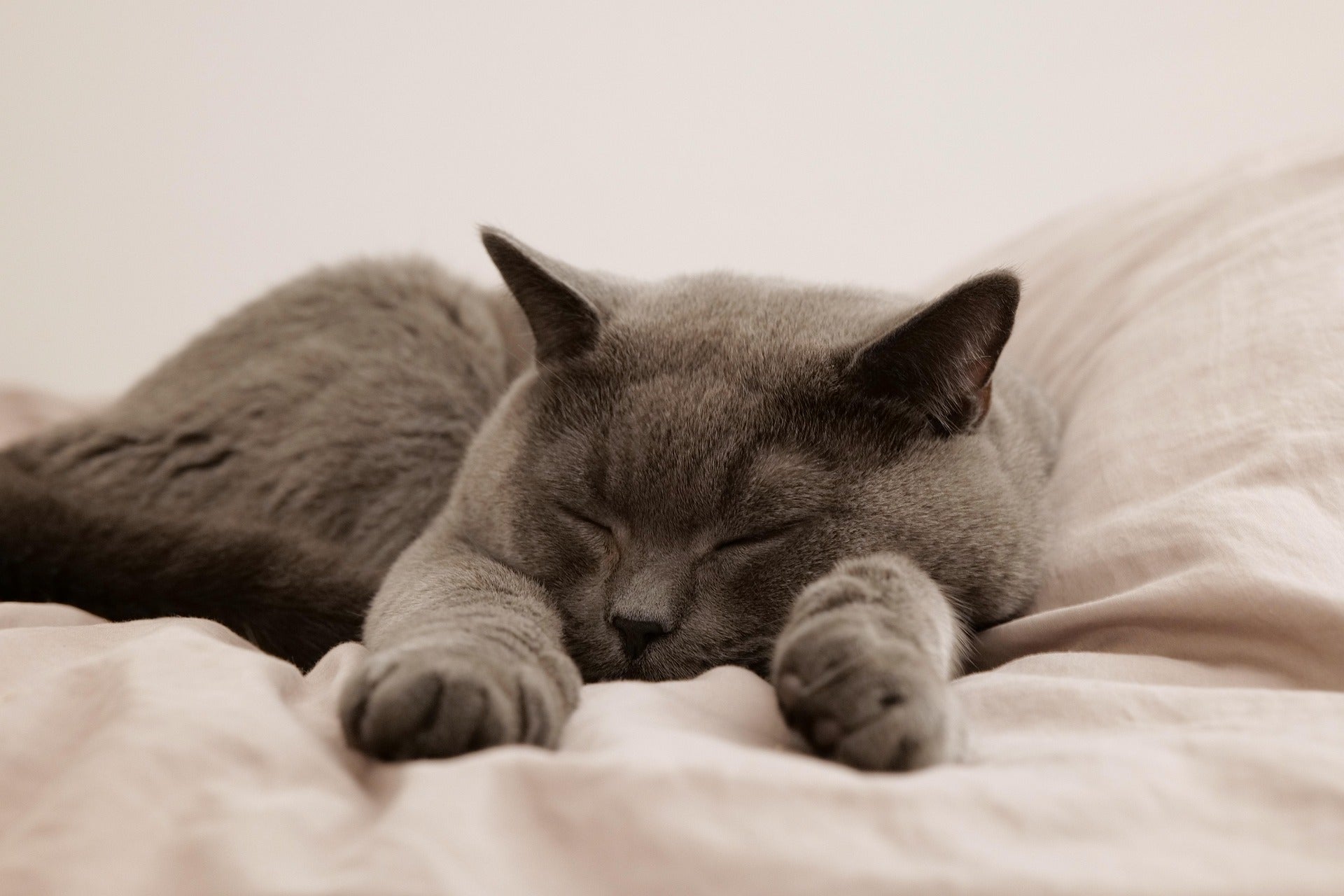 Entspannt schlafende Katze auf einer Decke