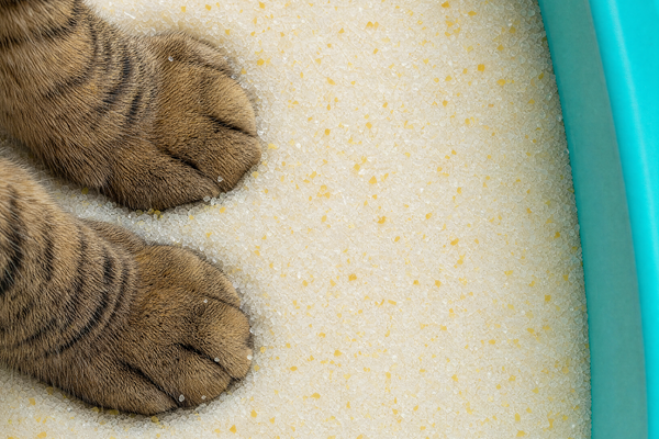 Katzenpfoten stehen in heller Streusan Katzenstreu