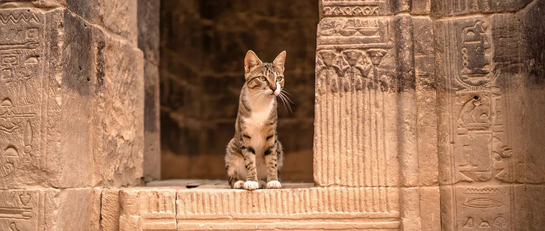 Die faszinierende Geschichte der Hauskatze - Streusan