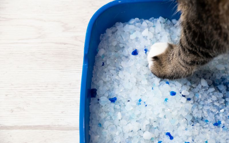 Silikat-Katzenstreu: Wie sicher ist sie für Katzen?
