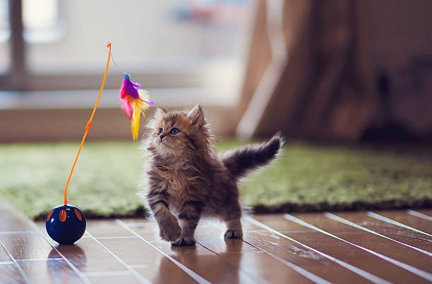 Wie viel Zeit sollte ich mit meiner Katze spielen? - Streusan