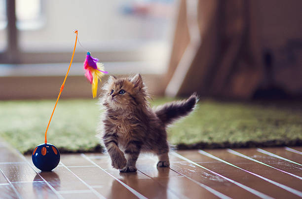 Wie viel Zeit sollte ich mit meiner Katze spielen?