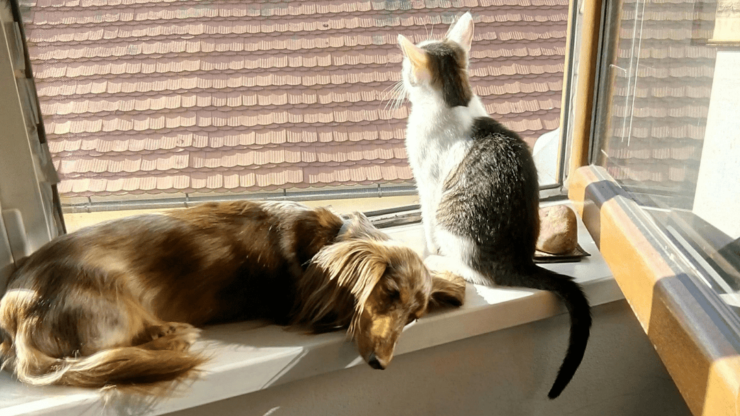 Katzen & Hunde: Mit diesen einfachen Tricks klappt das Zusammenwohnen - Streusan