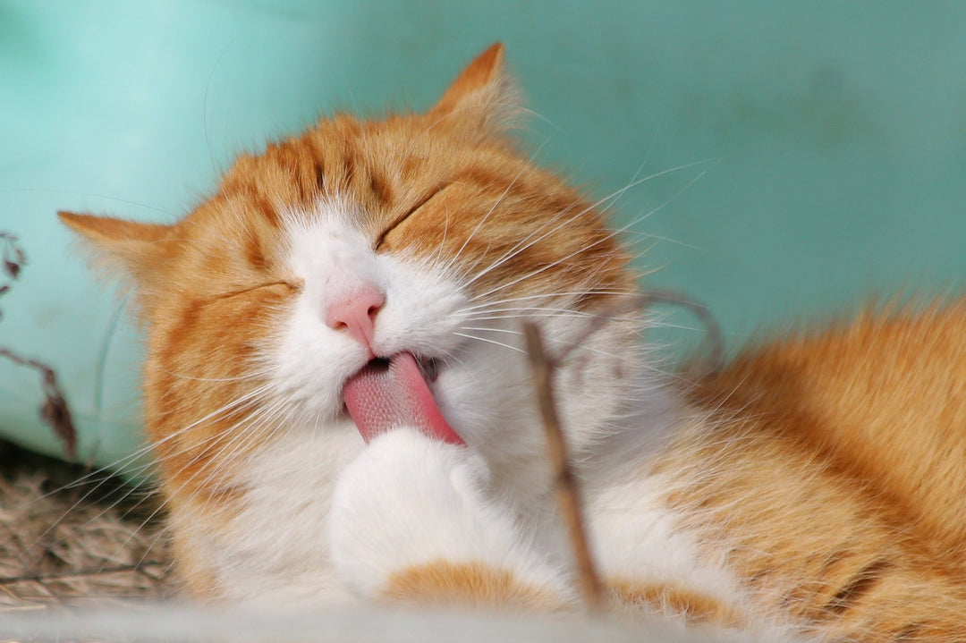 Wie oft und warum Katzen sich putzen