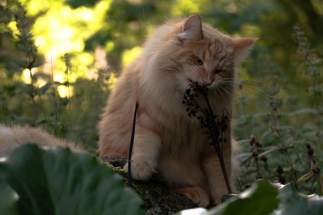 Katzensicheres Grün: Die besten Zimmerpflanzen für dich und deine Fellnase