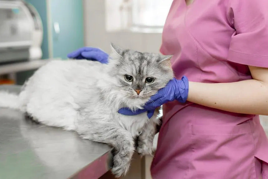 Was jeder Katzenbesitzer über Harnkristalle wissen sollte