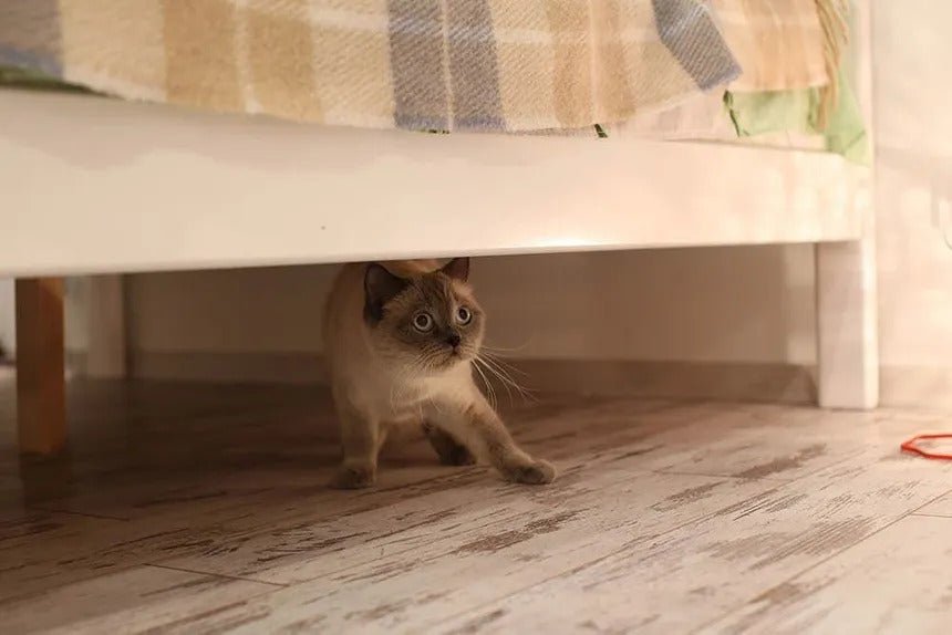 Silvester-Stress bei Katzen: So bleiben Ihre Samtpfoten entspannt - Streusan