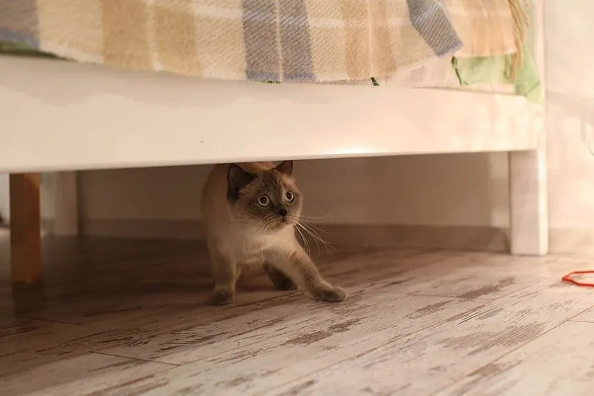 Silvester-Stress bei Katzen: So bleiben Ihre Samtpfoten entspannt