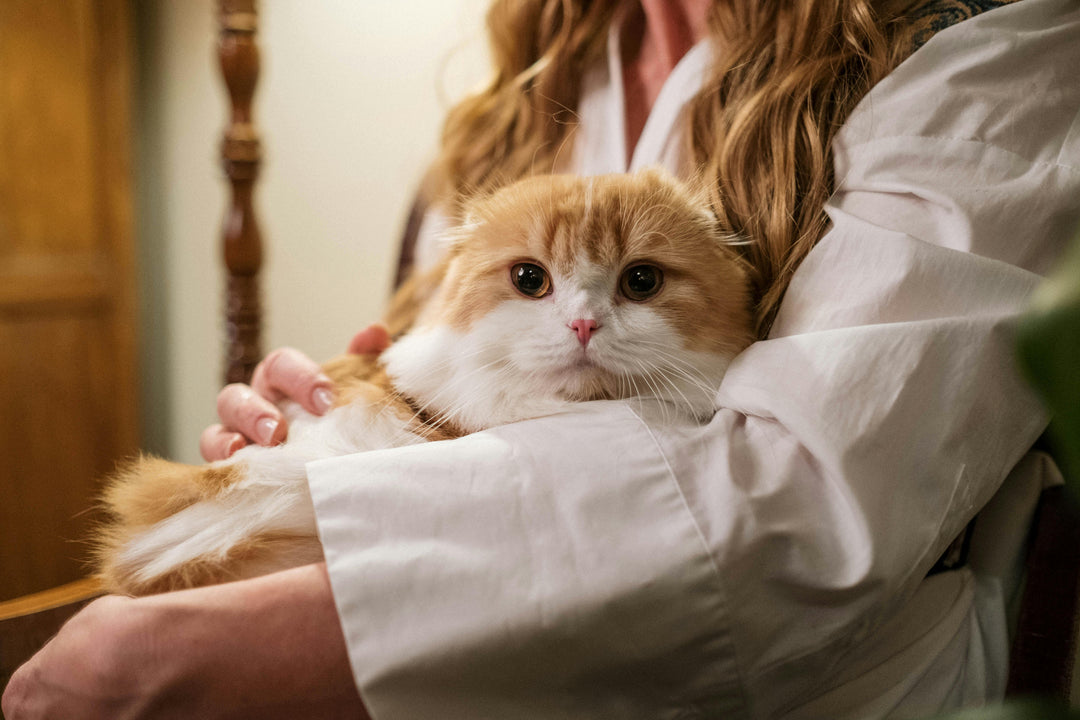 Warum schläft meine Katze auf mir? - Streusan