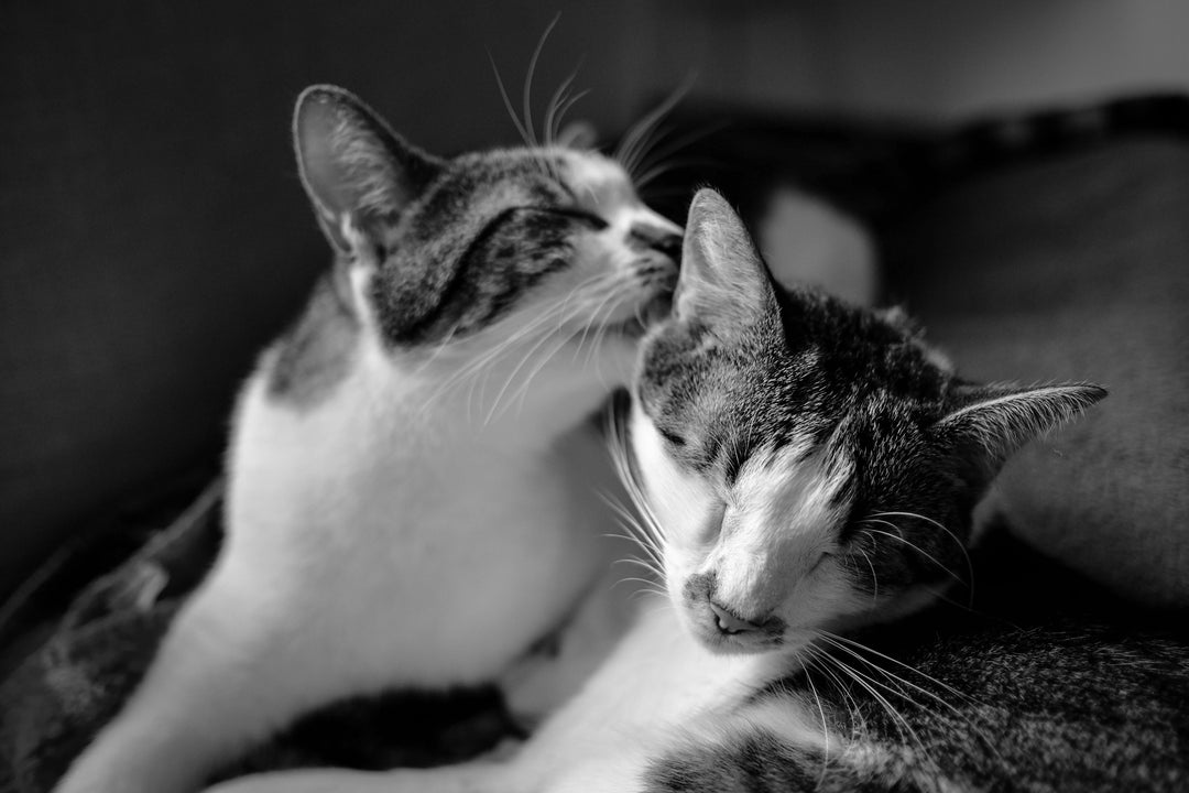 So erkennst du, ob deine Katze Gesellschaft von einer zweiten Katze braucht - Streusan