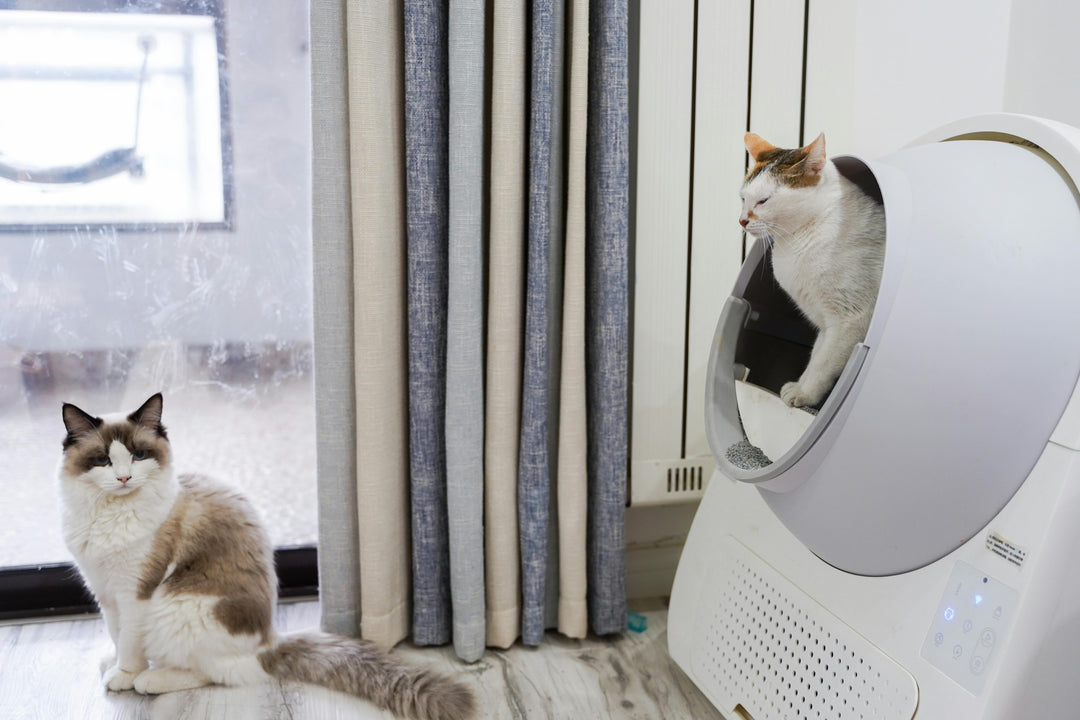 So gewöhnen Sie Ihre Katze erfolgreich an die Katzentoilette