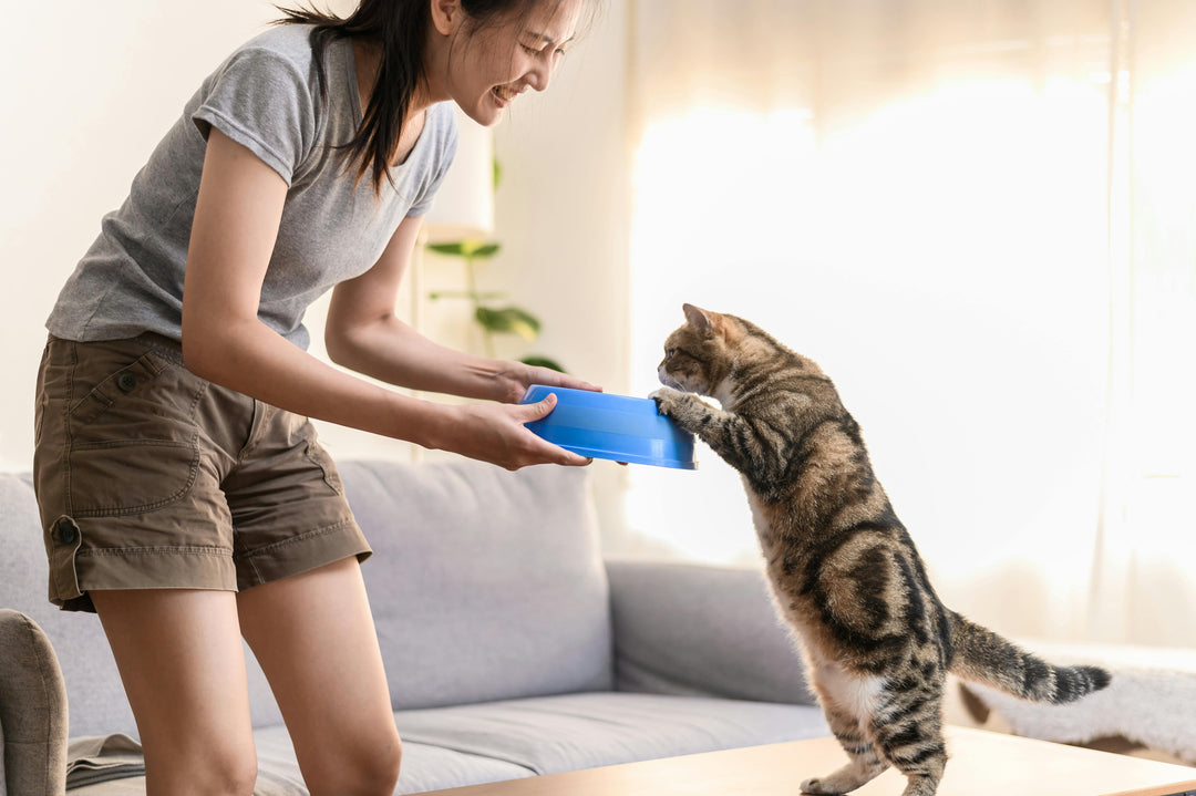 Katzenfutter verstehen: Worauf es wirklich ankommt